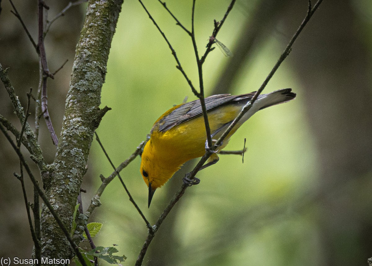 Prothonotary Warbler - ML618855284