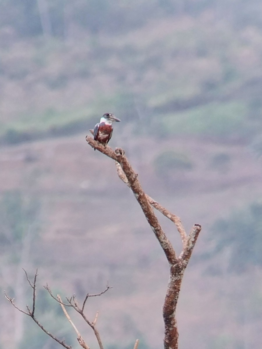 Ringed Kingfisher - ML618855295