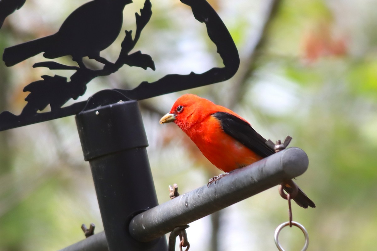 Scarlet Tanager - Margaret Viens