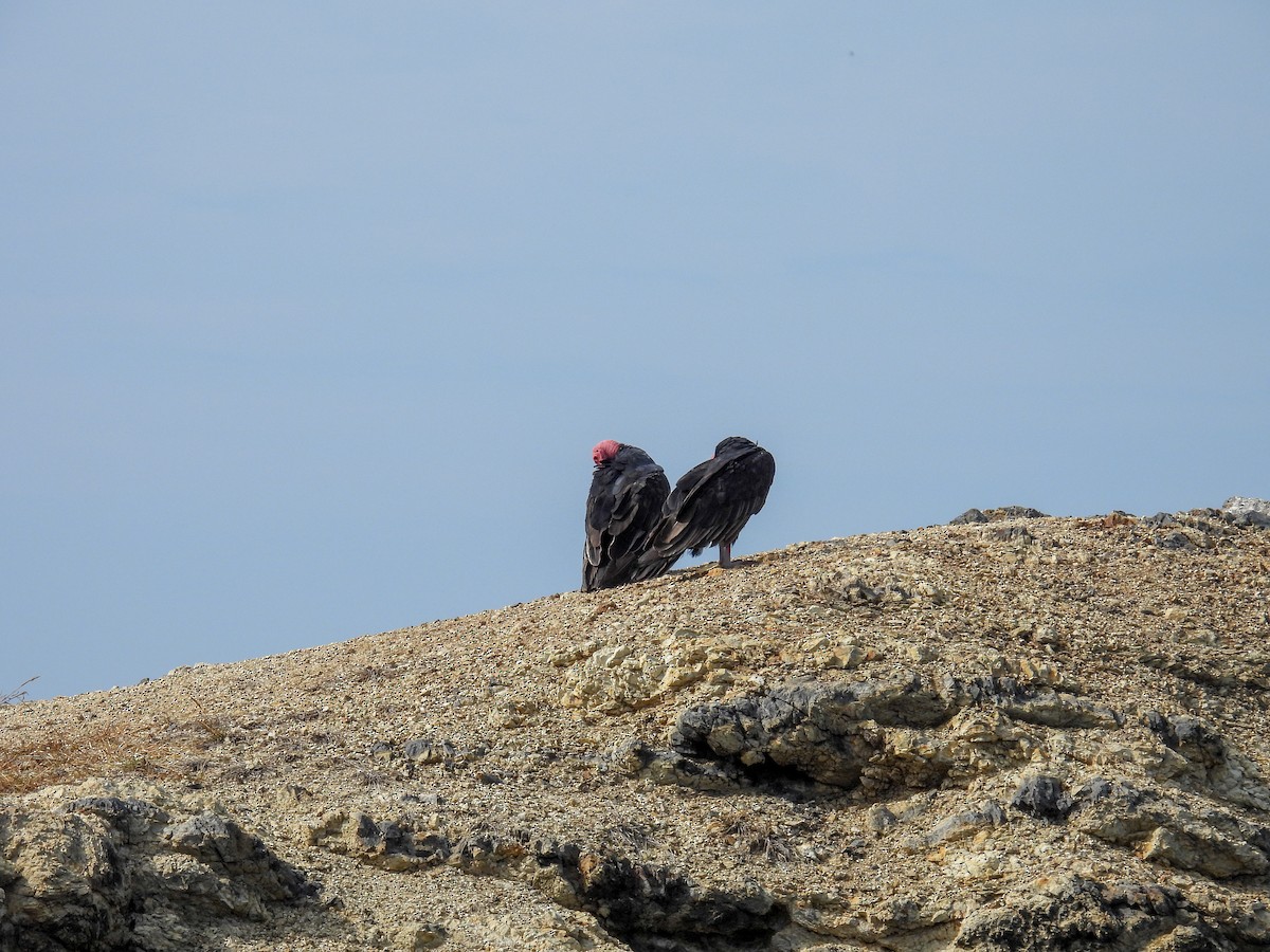 Turkey Vulture - ML618855301