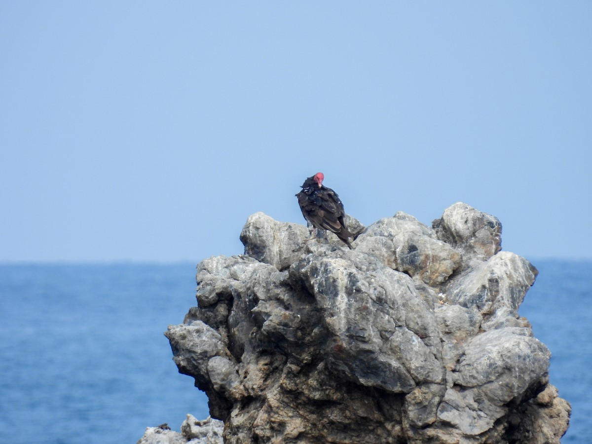 Urubu à tête rouge - ML618855302