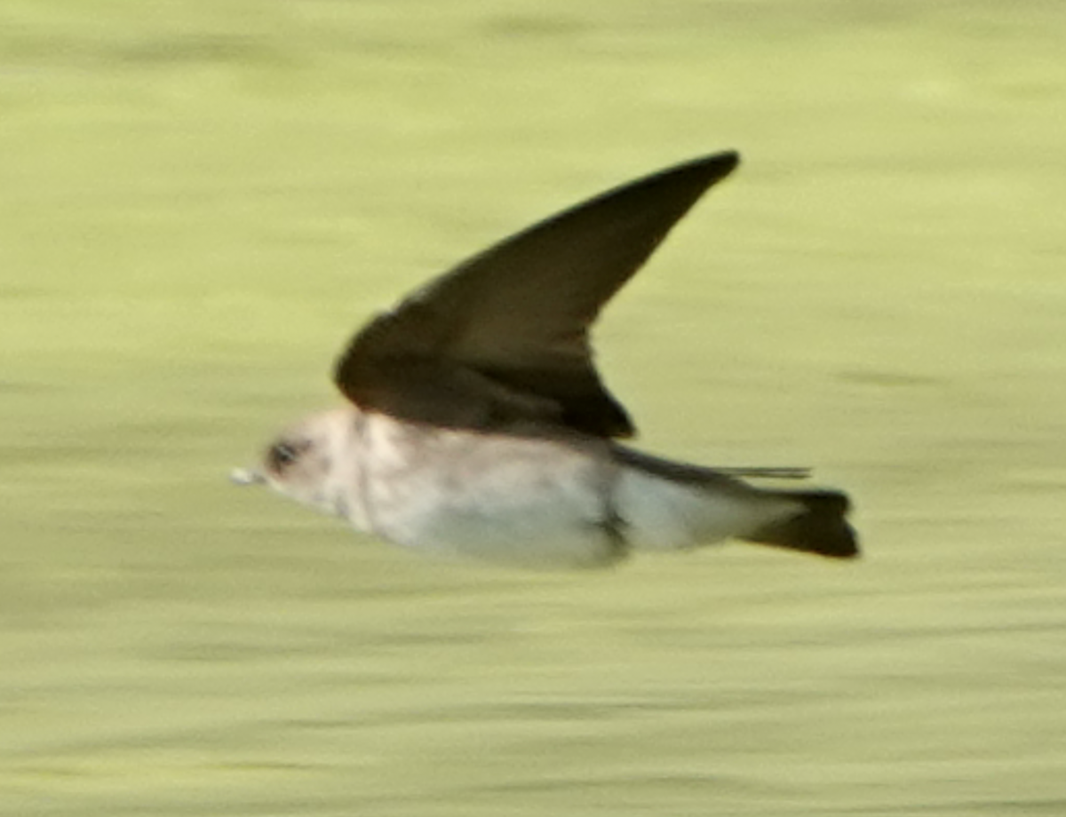 Northern Rough-winged Swallow - ML618855303