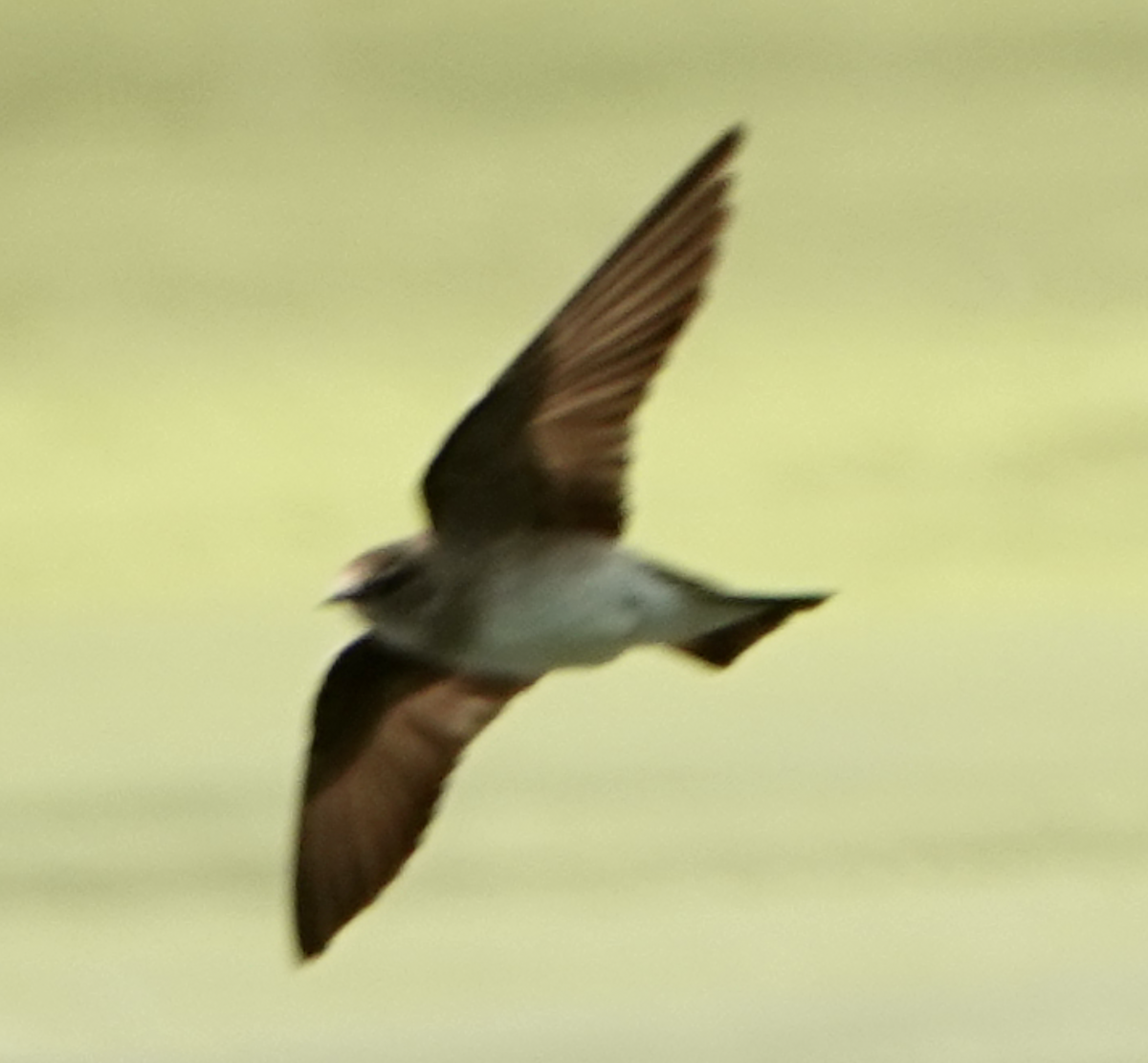 Northern Rough-winged Swallow - ML618855307