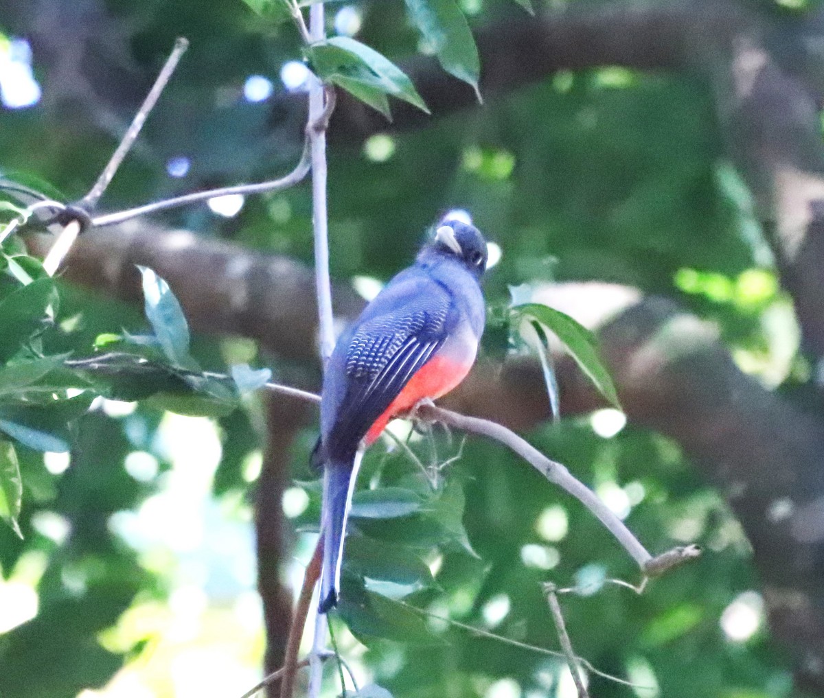 Surucua Trogon - Suzana Arakaki