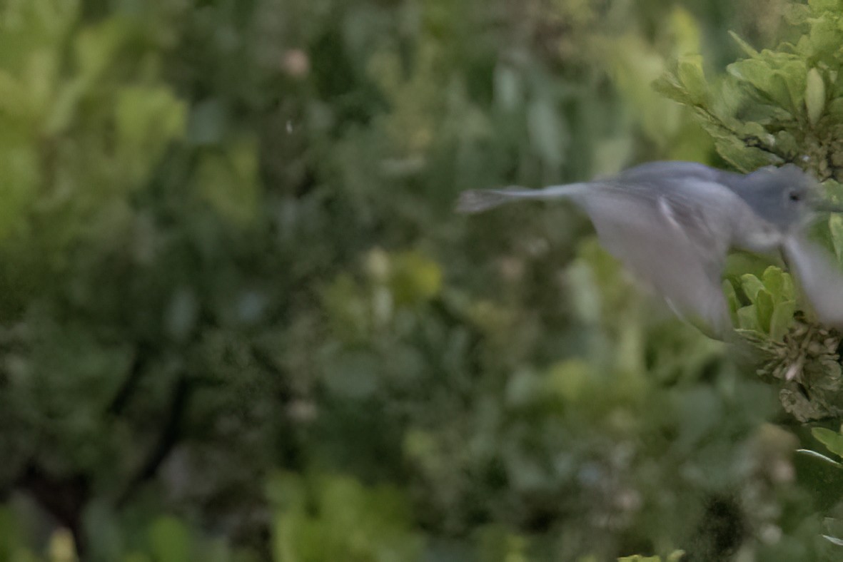 Gray Vireo - Ted Keyel