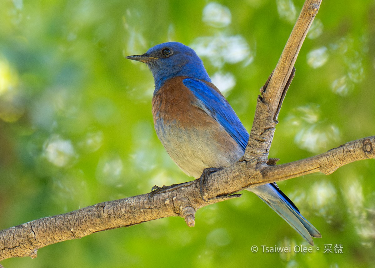 Western Bluebird - Tsaiwei Olee