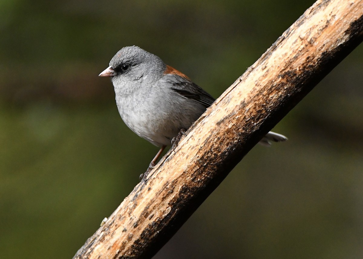 Dark-eyed Junco (Gray-headed) - M Nagy