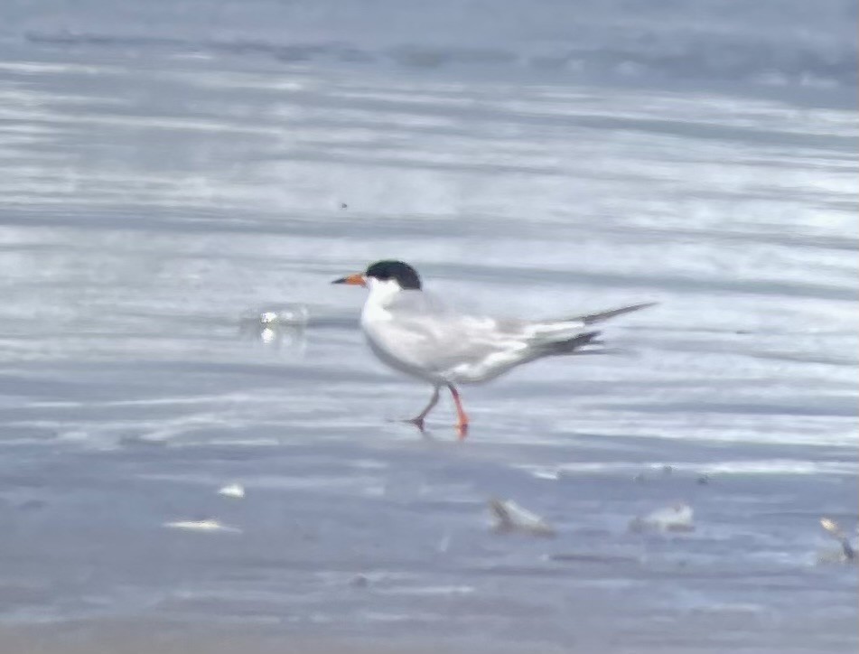 Forster's Tern - ML618855337