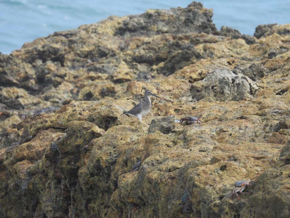 Solitary Sandpiper - ML618855348