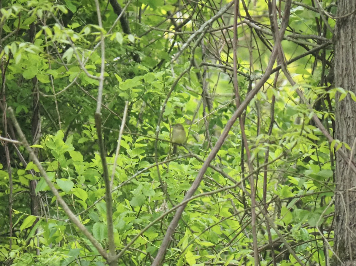 Yellow-bellied Flycatcher - Ingrid Messbauer