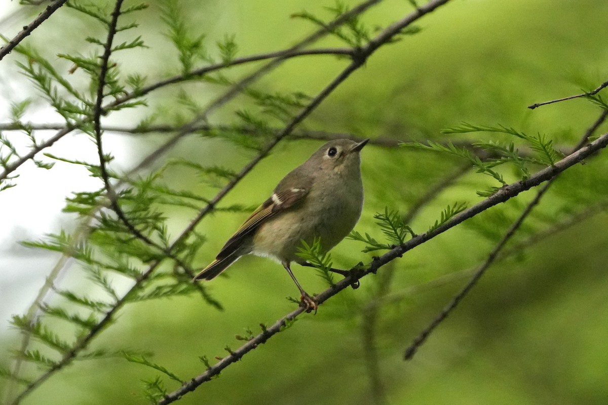 Ruby-crowned Kinglet - Yue Huang