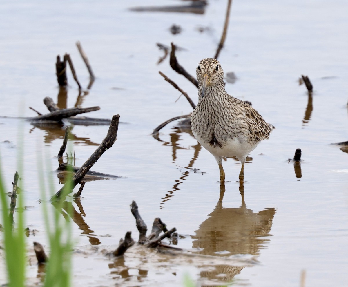 Pectoral Sandpiper - Grace Simms  🐦‍⬛