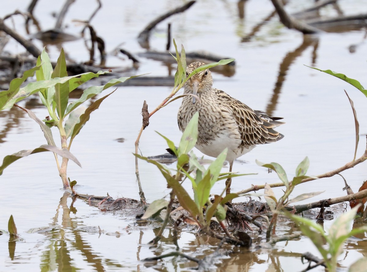 Pectoral Sandpiper - Grace Simms  🐦‍⬛