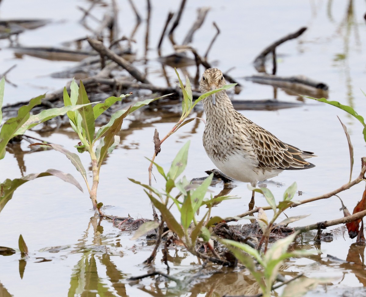 Pectoral Sandpiper - Grace Simms  🐦‍⬛