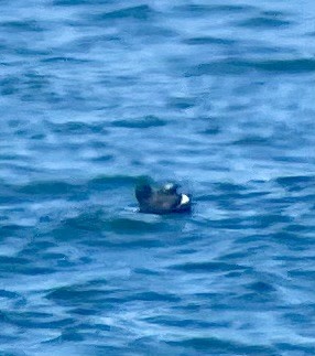 White-winged Scoter - Pam Bruns & Ken Smith