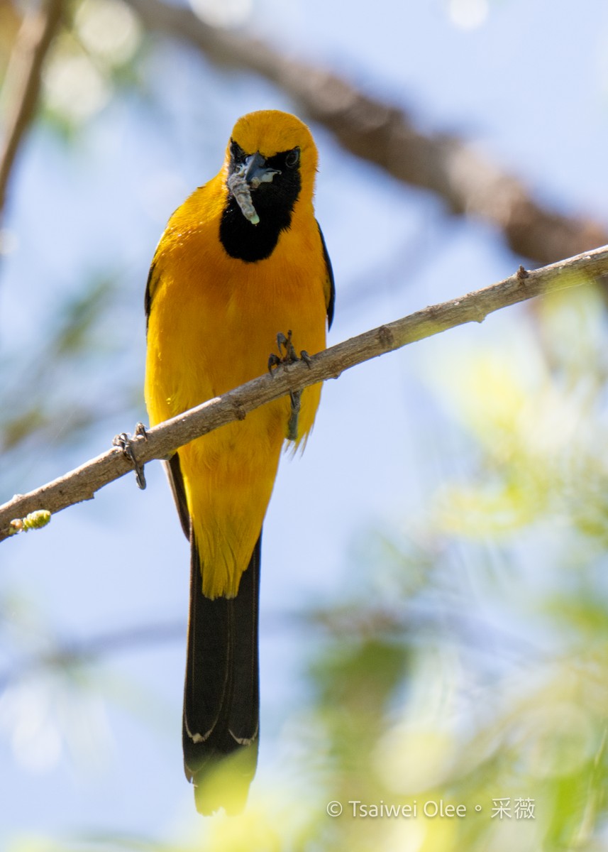 Hooded Oriole - Tsaiwei Olee