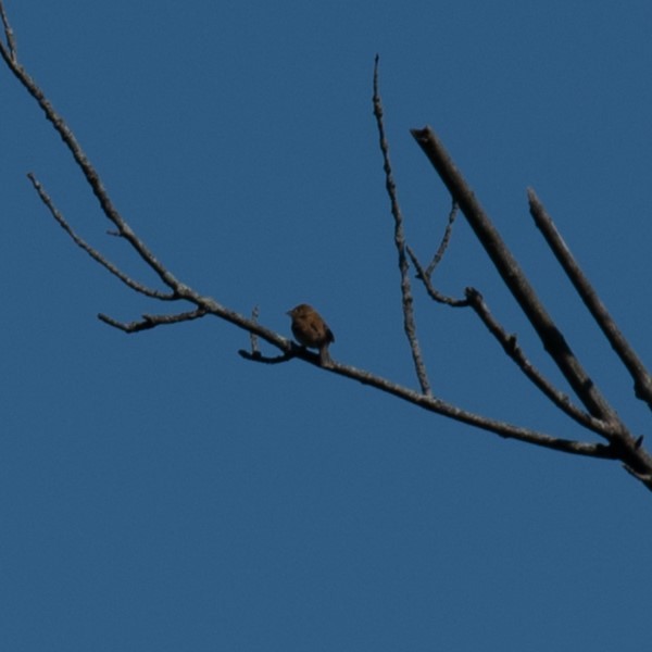 passerine sp. - William Pixler