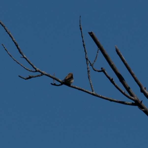 passerine sp. - William Pixler