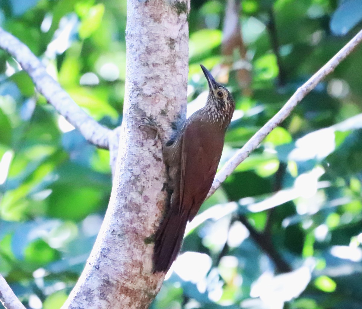 Planalto Woodcreeper - Suzana Arakaki