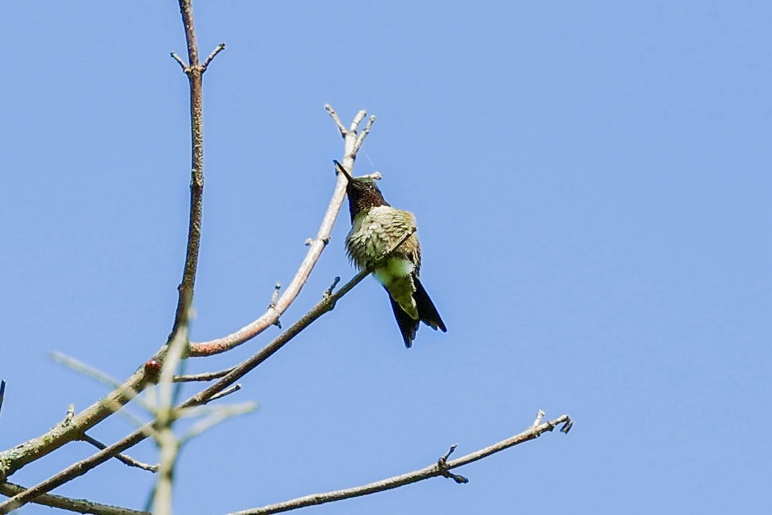 Ruby-throated Hummingbird - Barbara Hostetler