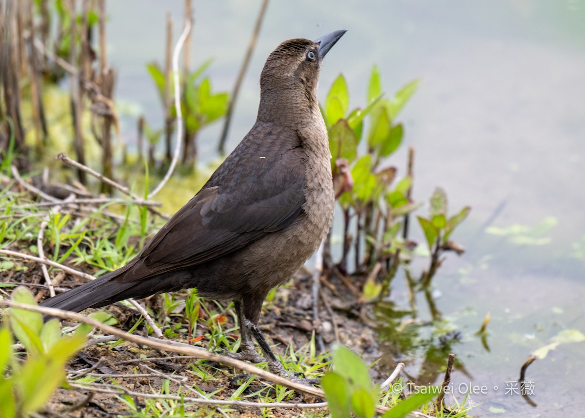 Great-tailed Grackle - Tsaiwei Olee