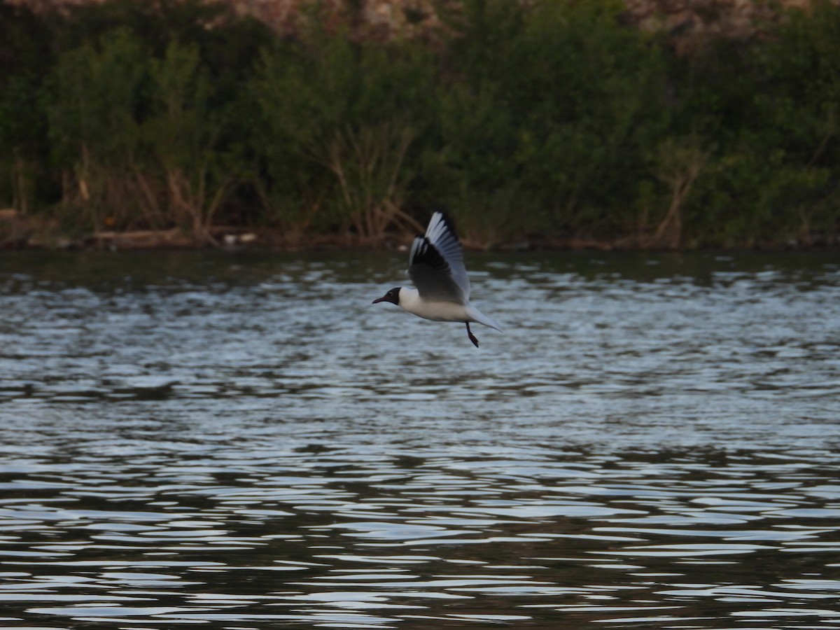 Black-headed Gull - Danka Jaksic