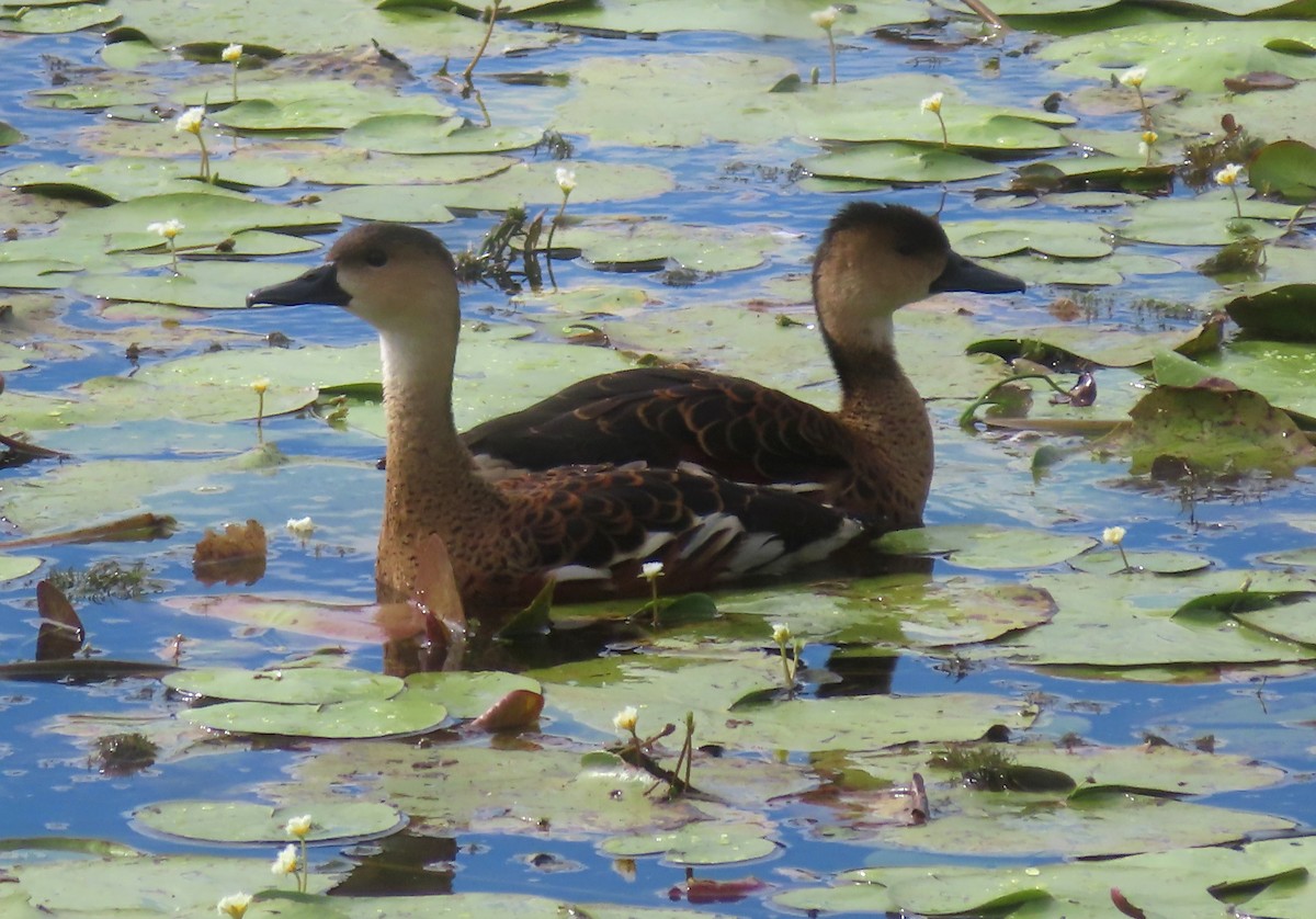 Wandering Whistling-Duck - Paul Dobbie