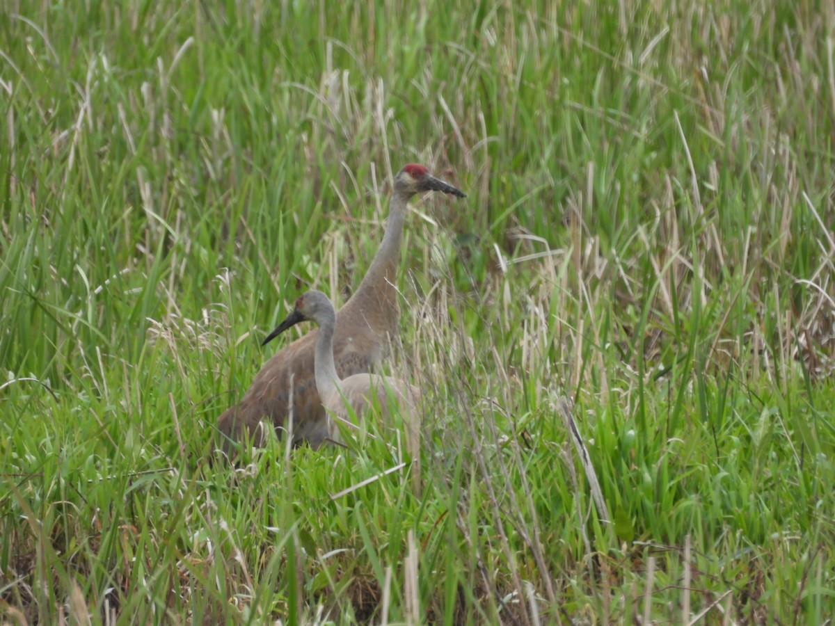 Sandhill Crane - Beth Lenoble