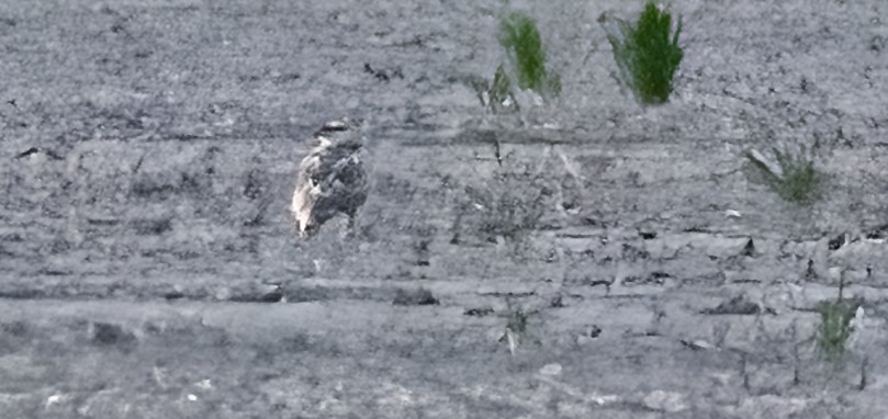 Ferruginous Hawk - Garry  Sadler