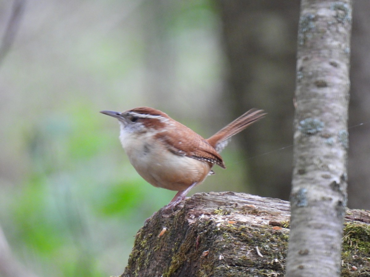 Carolina Wren - ML618855451