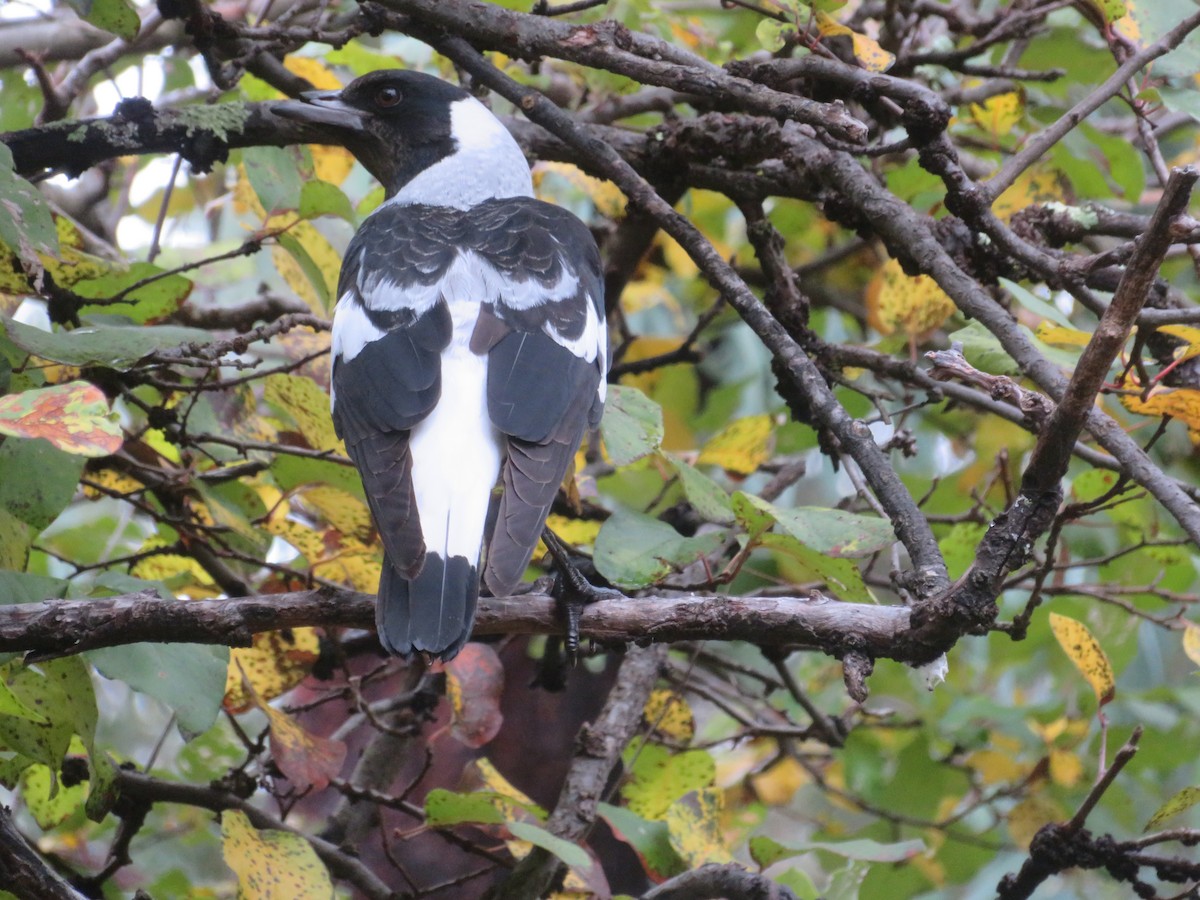 Australian Magpie - ML618855467