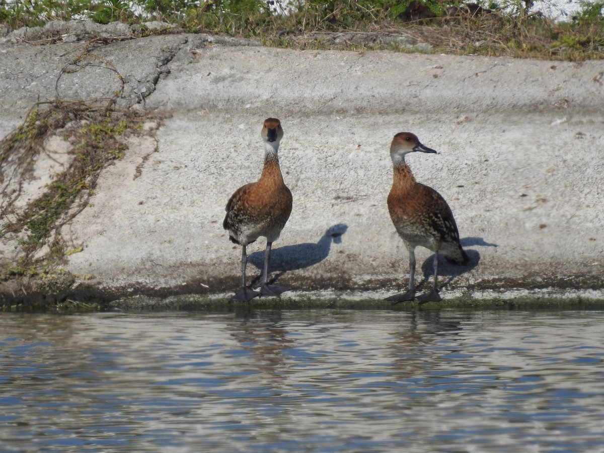 West Indian Whistling-Duck - Nicolás Díaz Pérez