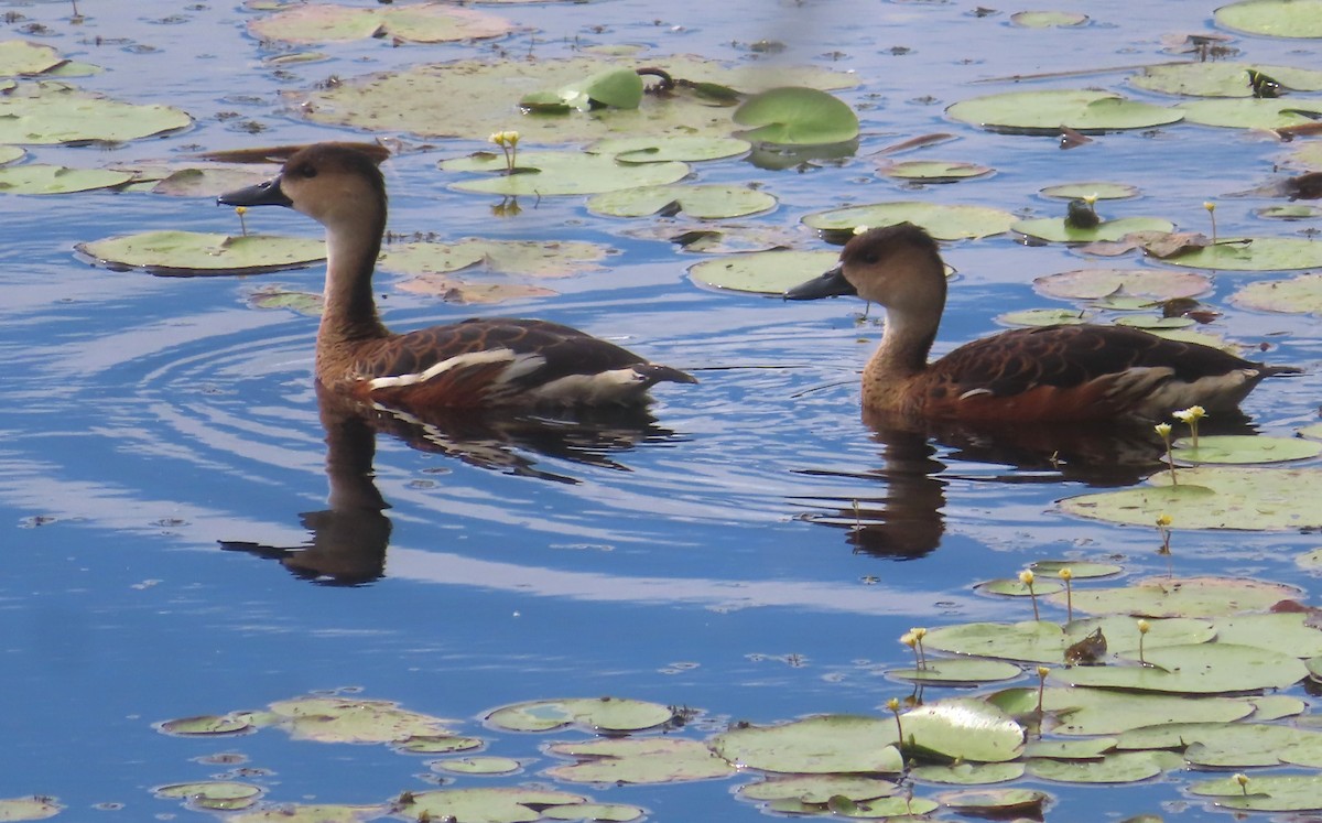 Wandering Whistling-Duck - Paul Dobbie