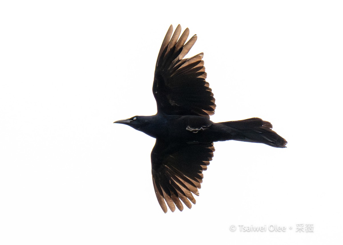 Great-tailed Grackle - Tsaiwei Olee