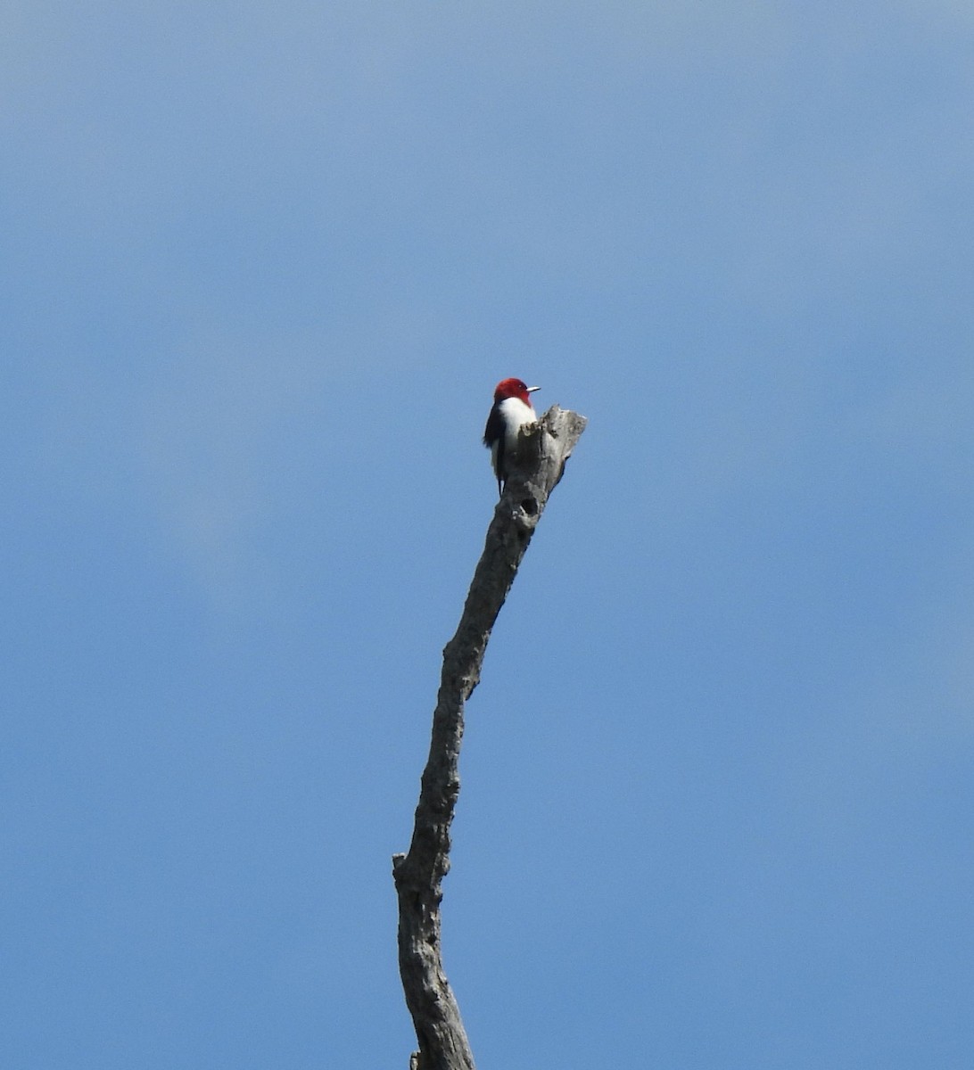 Red-bellied Woodpecker - ML618855501