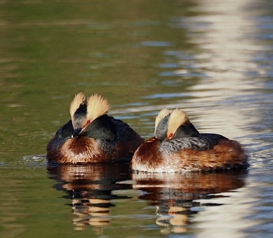 Horned Grebe - kensuke TANAKA