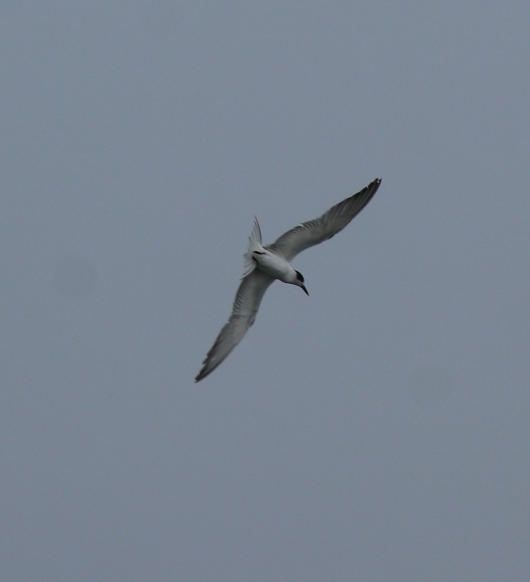 Common Tern - Afsar Nayakkan