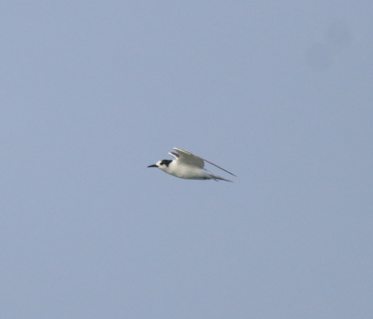 Common Tern - Afsar Nayakkan