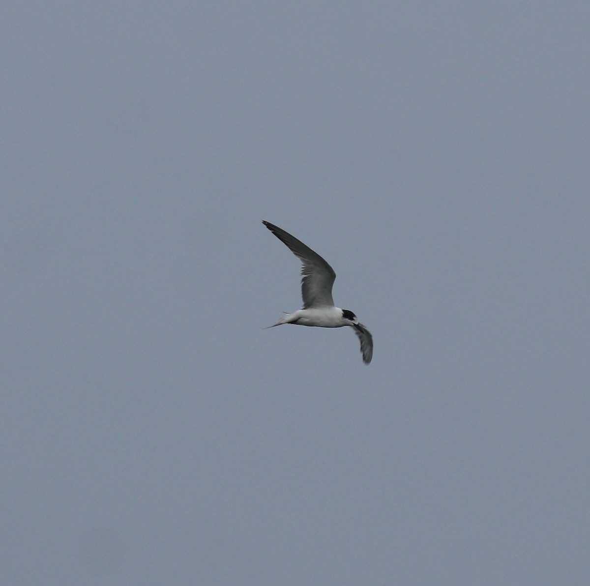 Common Tern - Afsar Nayakkan