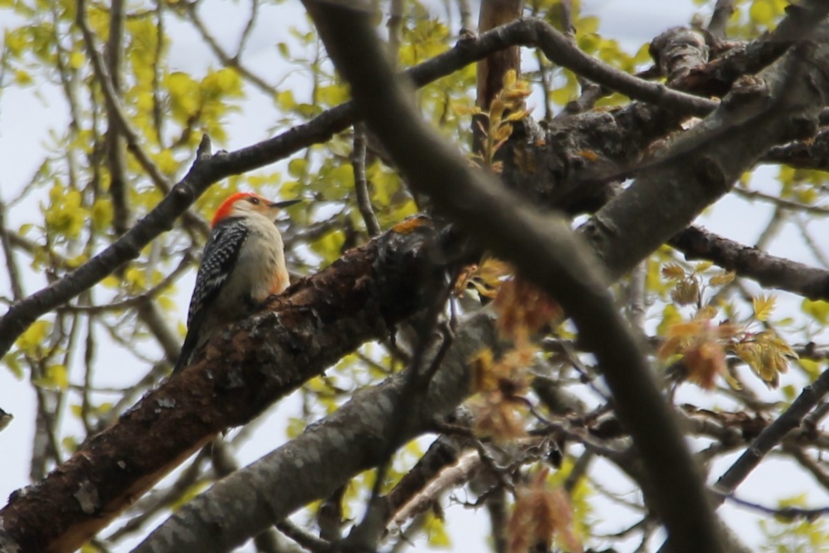 Red-bellied Woodpecker - ML618855521