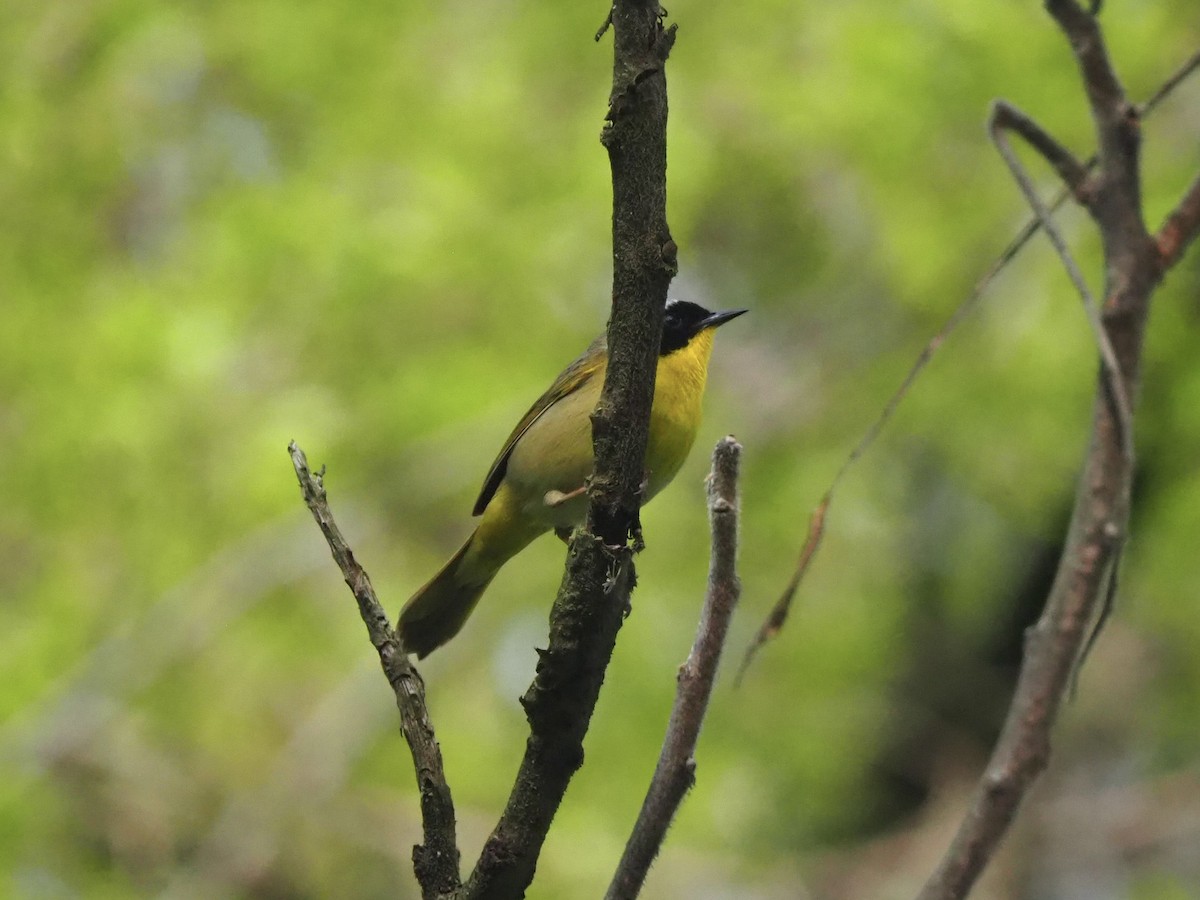 Common Yellowthroat - ML618855527