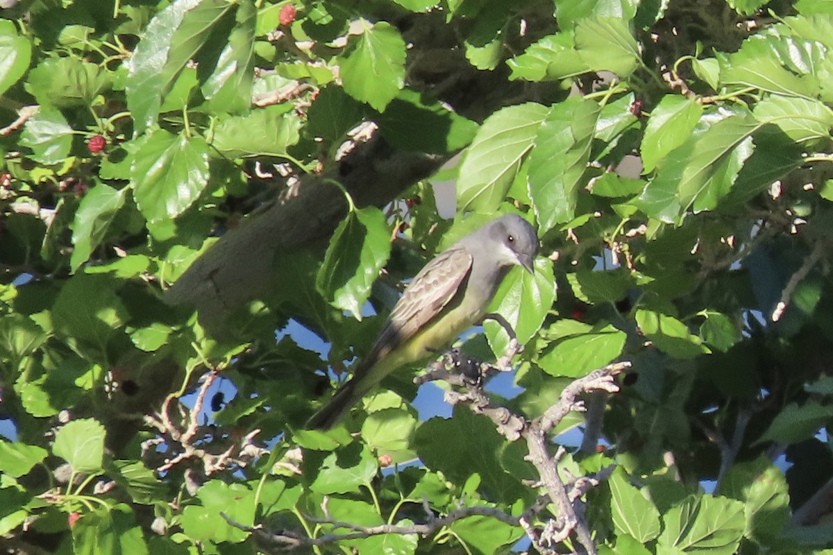 Western Kingbird - ML618855528