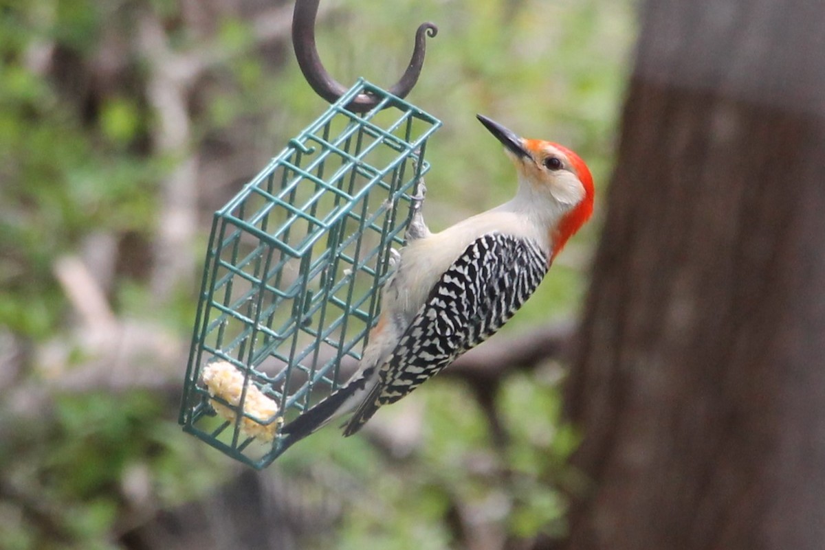 Red-bellied Woodpecker - ML618855532