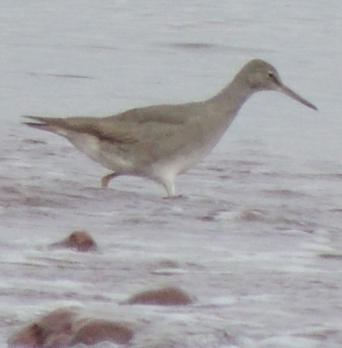 Wandering Tattler - Jeffrey C and Teresa B Freedman