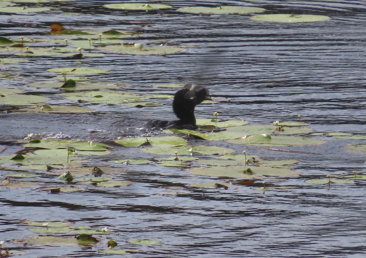 Little Black Cormorant - Paul Dobbie