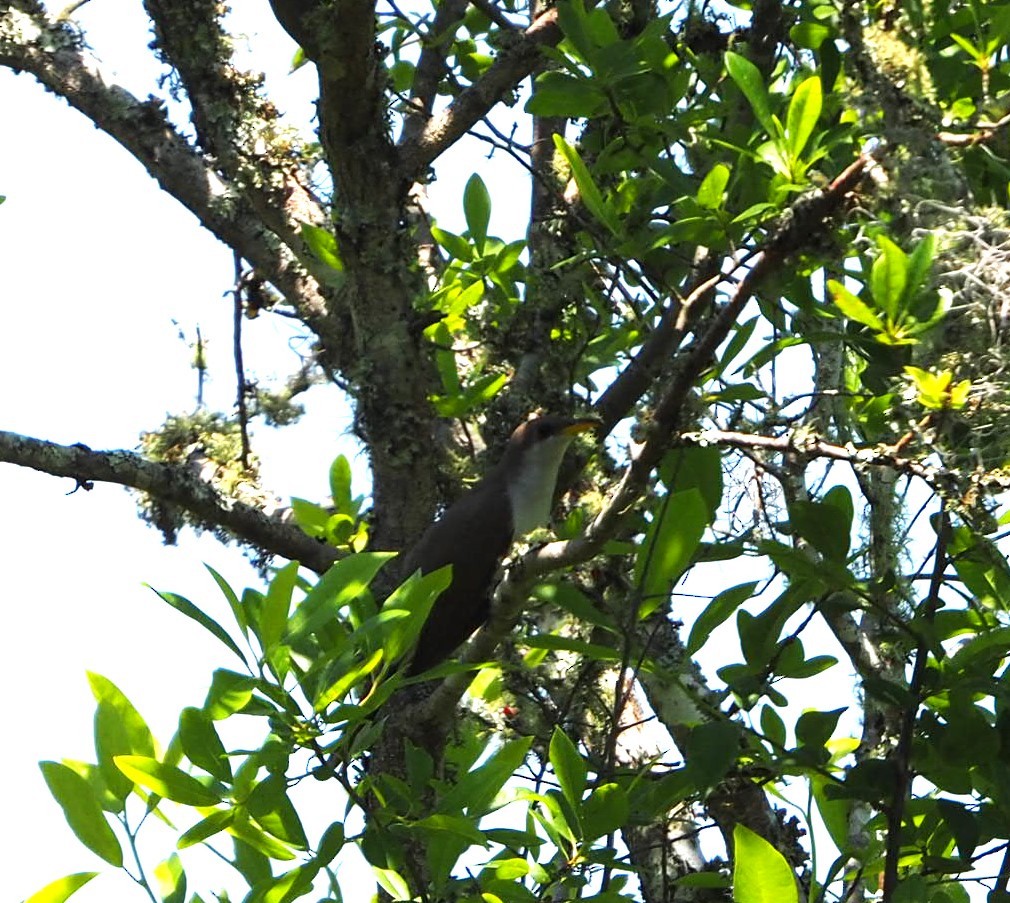 Yellow-billed Cuckoo - Andre Coquerel