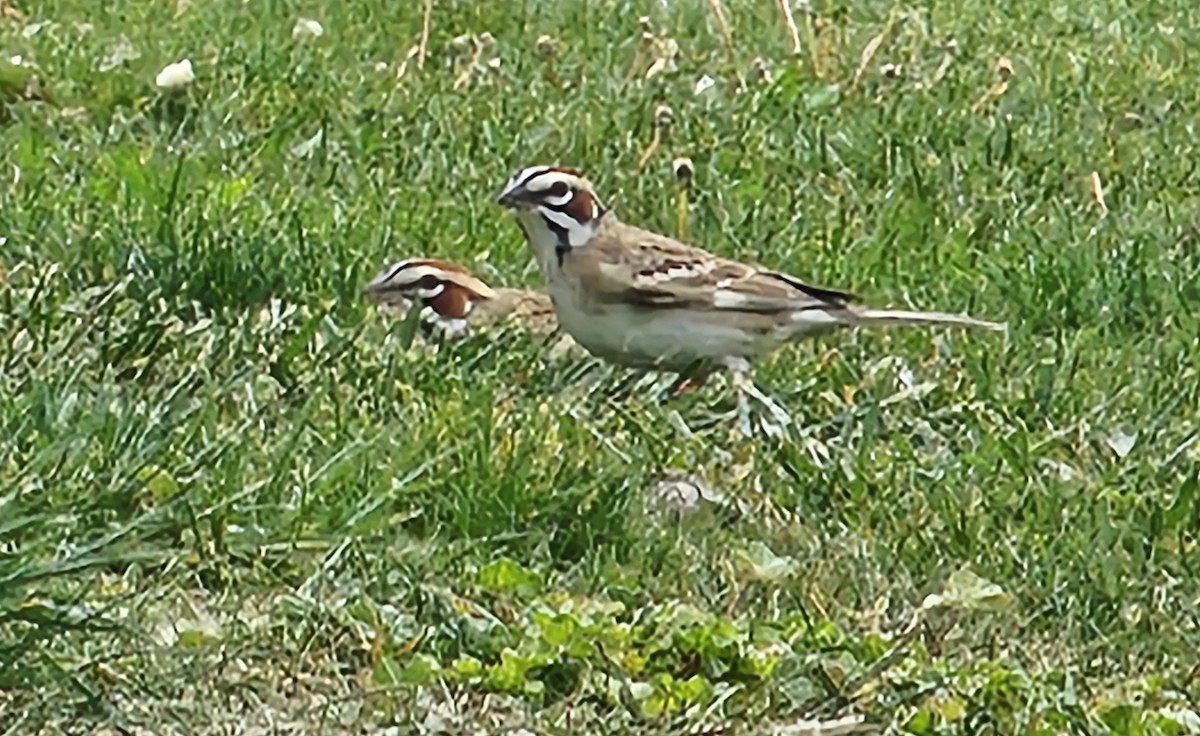 Lark Sparrow - Joe Chen