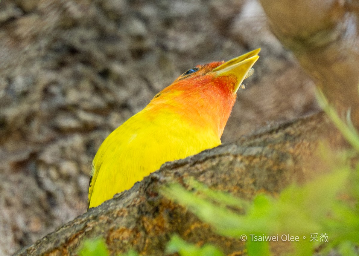 Western Tanager - Tsaiwei Olee