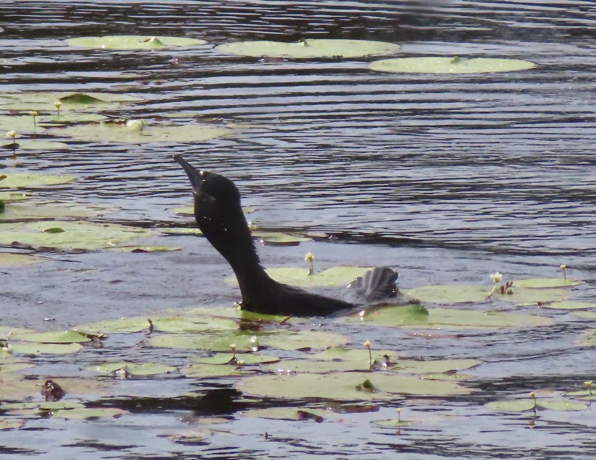 Little Black Cormorant - Paul Dobbie