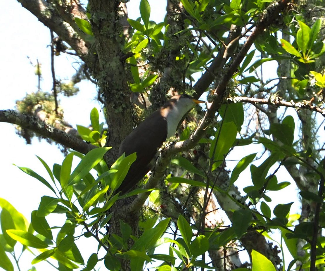 Yellow-billed Cuckoo - Andre Coquerel